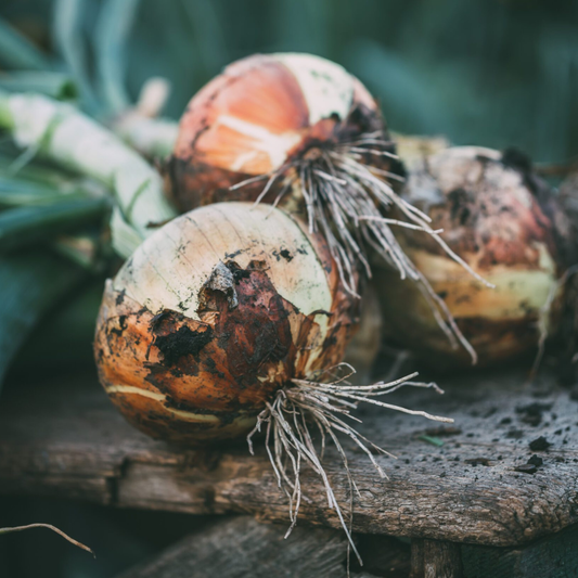 Heirloom Walla Walla onion plants from The Farm On Central, showing healthy green foliage and bulb development in the garden.