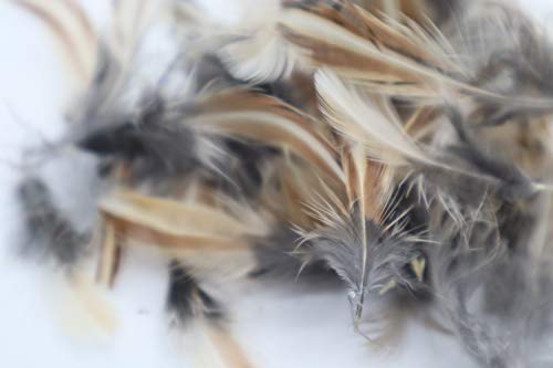Quail rooster feathers for fly-fishing and crafts, showing natural brown and cream-colored quail feathers with detailed barbs
