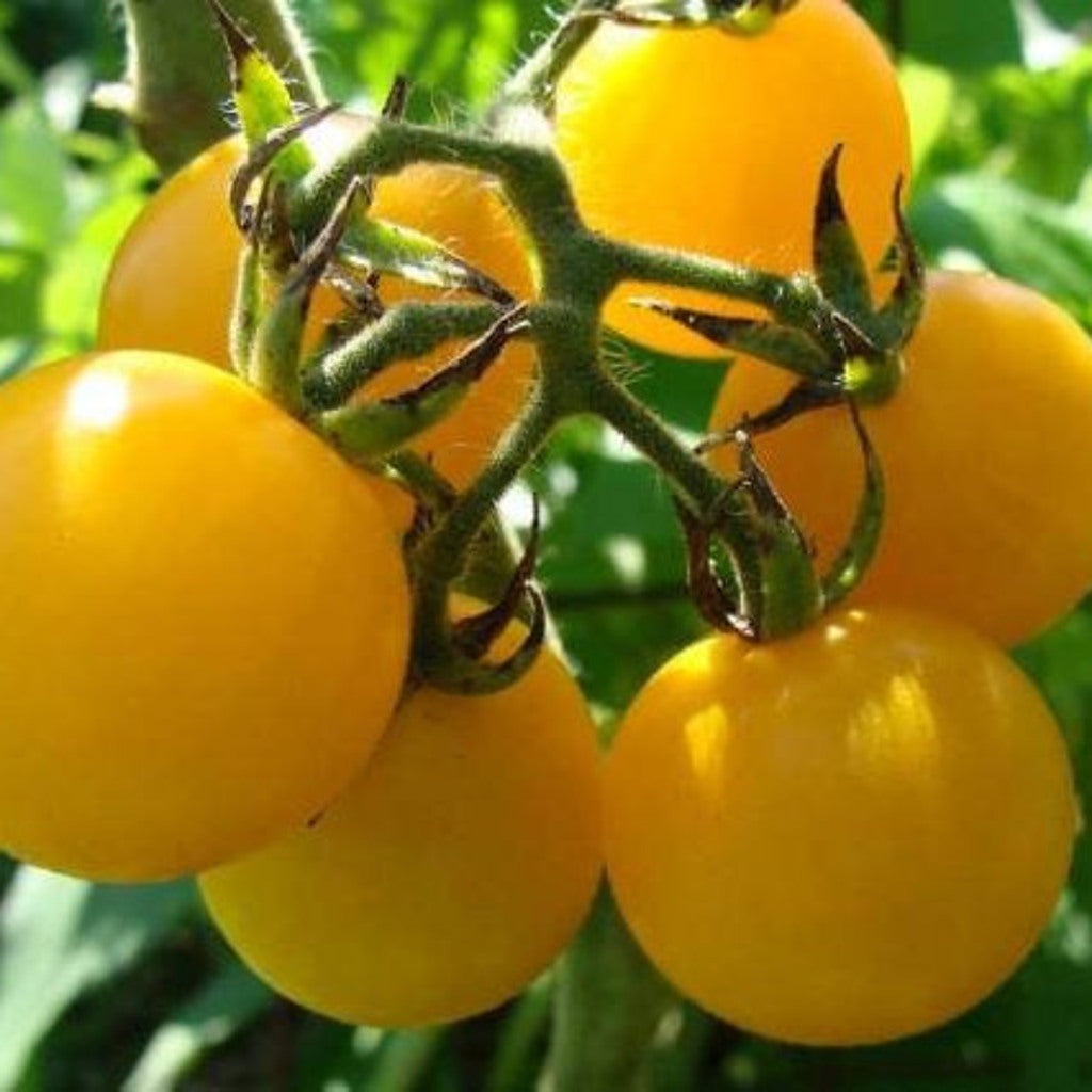Heirloom Honey Drop Tomato Seeds by Steep Hill Garden, yellow cherry tomato seeds, shown in package with seed count options.