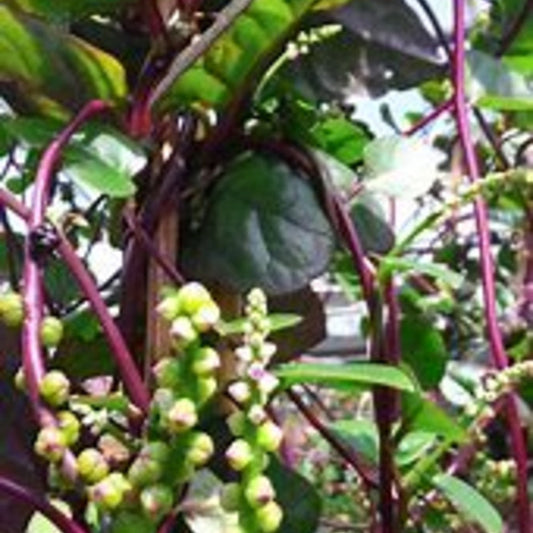 Live Red Malabar Spinach plant with vibrant green and red climbing vines, healthy leaves, and sturdy stems, ready for planting.