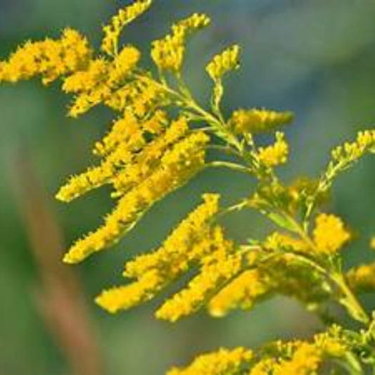 Goldenrod Solidago Altissima seeds by Steep Hill Garden, pollinator-friendly perennial, requires stratification for successful germination.