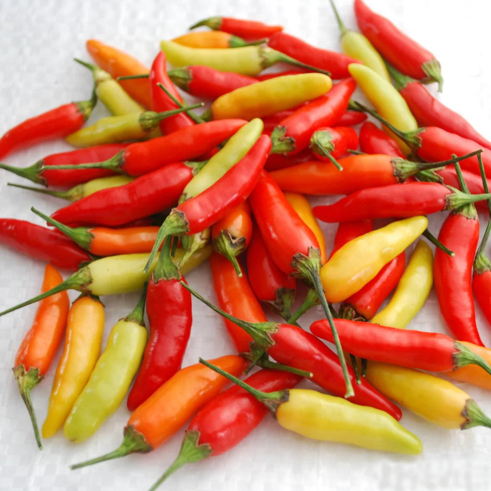 Fresh MIgardener Tabasco pepper on the plant showing green and ripe red peppers ready for harvest.