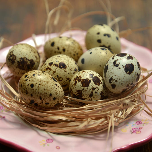 Set of 10 cleaned hollow quail eggs with empty shells, ideal for crafting and decorative projects, by Quailz.com.
