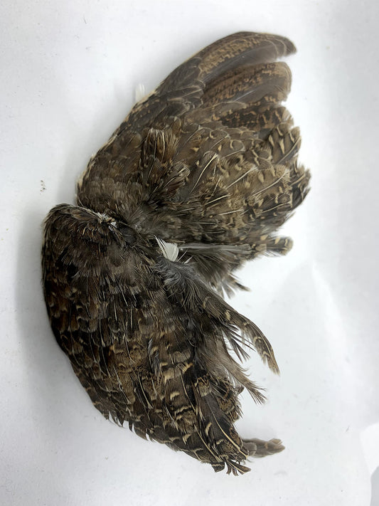 Pair of premium quail wings for dog training, featuring authentic bird scent from US farms, ideal for scent and hunting training.