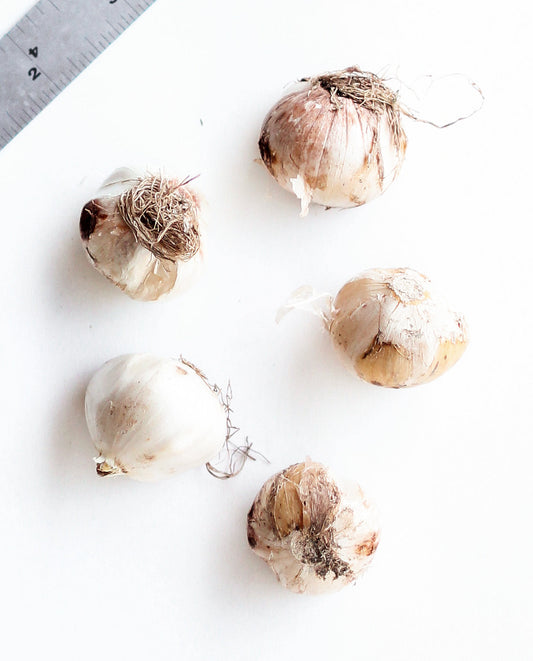 Bundle of five Graceful Beauty® Allium bulbs, 10-12cm size, from BloomingBulb, ready for planting in a garden bed.