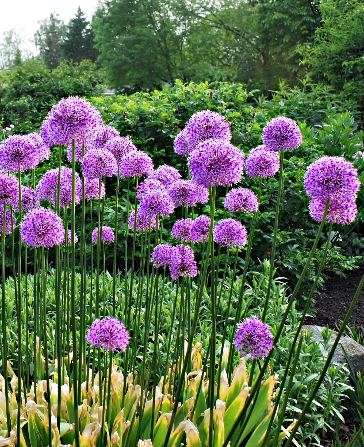 Giganteum Allium - 3 bulbs
