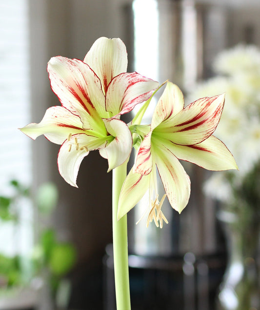 Bright red Dragonfly® Sonatini Amaryllis bulb from BloomingBulb, 18-22 cm size, ready to bloom with vibrant flowers.