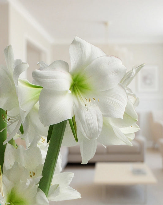 BloomingBulb Wedding Dance® Symphony Amaryllis bulb, 24-28 cm, showing vibrant red and white flowers ready to bloom.