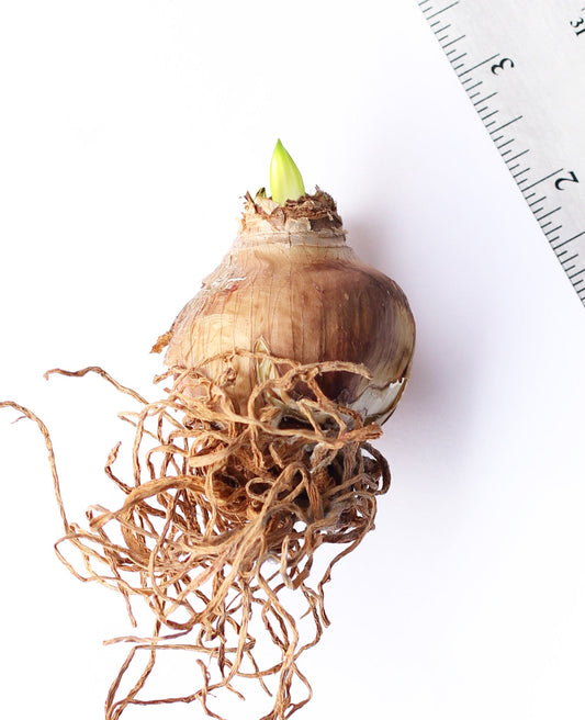 Lemon Sorbet® Sonatini Amaryllis bulb, 16-20 cm, from BloomingBulb, with vibrant bulb showing healthy roots and outer layers.