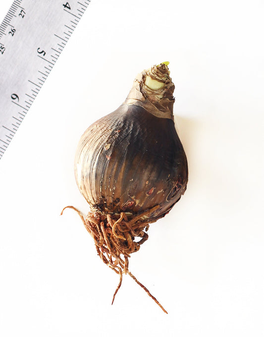 BloomingBulb Joker® Sonata Amaryllis bulb, 18-22 cm size, ready for planting, with vibrant flower buds visible.