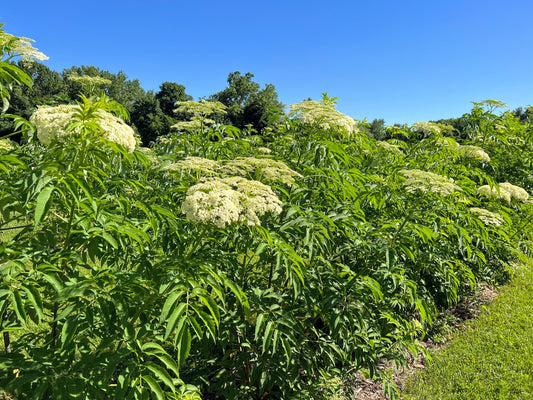 Fresh Elderberry bundle from The Farm On Central, ideal for warm climate climates, featuring ripe dark berries and green stems.