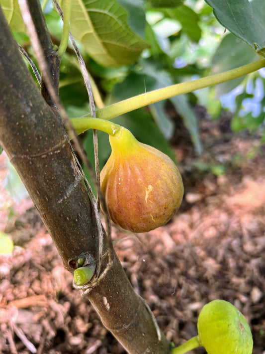 Fresh C's Red Heirloom Fig from The Farm On Central, showcasing vibrant red skin and ripe interior on a rustic background.