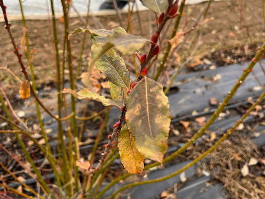 Showtime Willow plant with Caprea x Cinerea S365 variety, featuring lush green leaves and graceful, flowing branches.