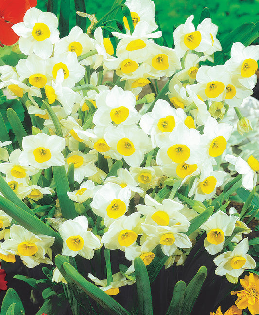 Chinese Sacred Lily Paperwhites bulbs by BloomingBulb, showing 10 white flowering bulbs ready for planting.