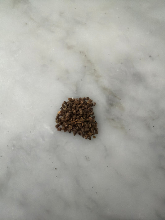 Common evening primrose seeds from Steep Hill Garden, 100 native perennial seeds for zones 3-11, shown in seed packet or on surface.