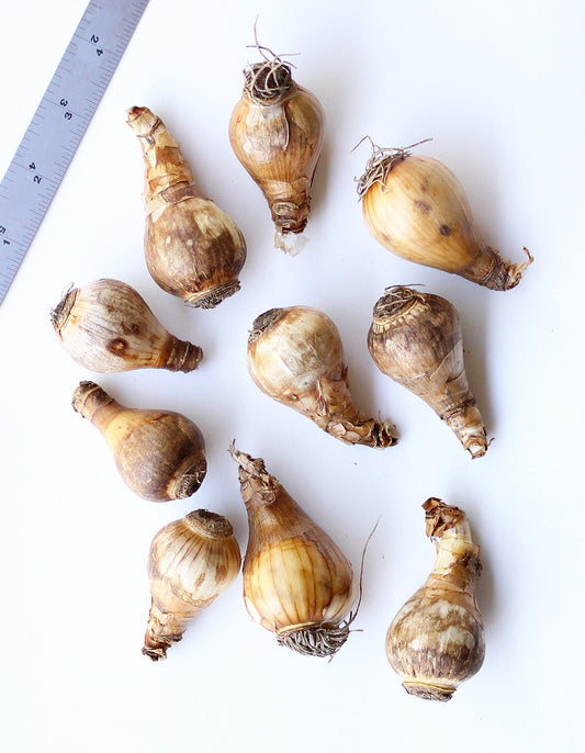 Salome large cup daffodil bulbs from BloomingBulb, showing 10 yellow bulbs ready for planting.