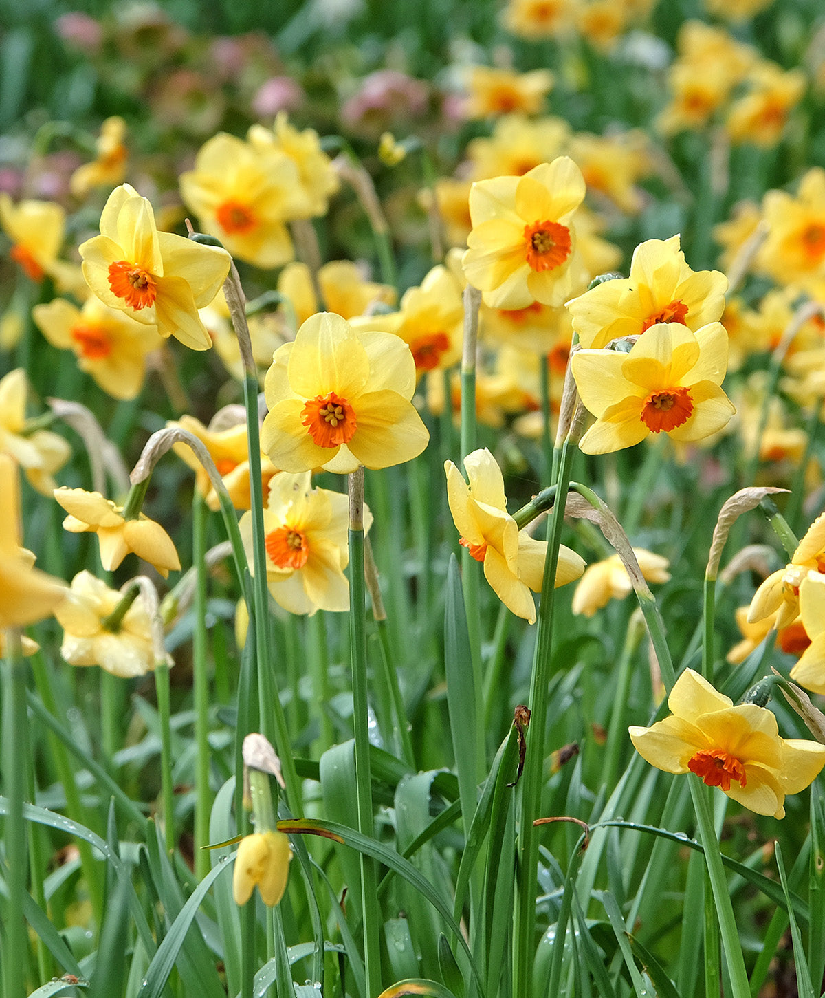 Cluster of Pipe Major Daffodil bulbs from BloomingBulb, ready for planting in a garden.