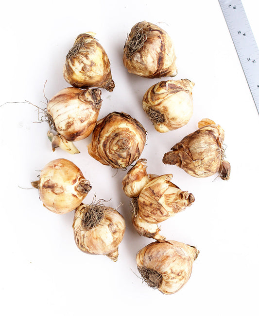 Tete a Tete Cyclamineus daffodil bulbs from BloomingBulb, shown in a close-up image of yellow flower buds and green foliage.
