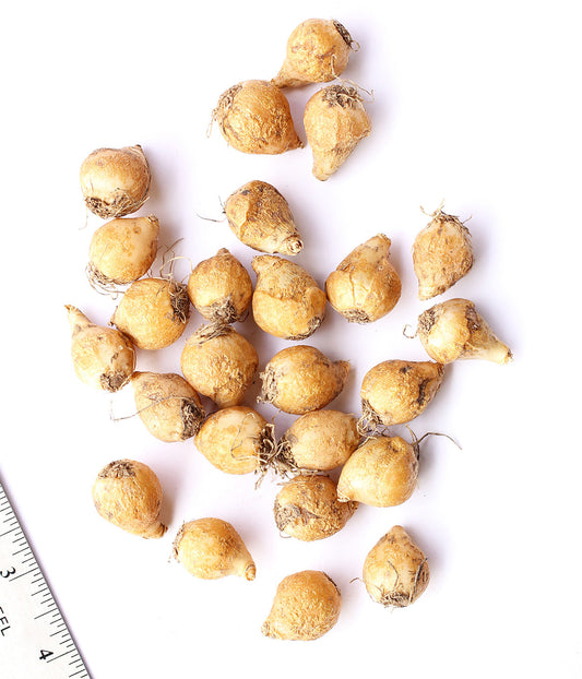 Drooping Star of Bethlehem specialty bulbs by BloomingBulb, showing 25 white flower bulbs with elongated drooping stems.