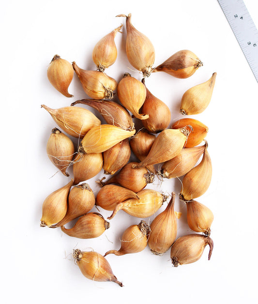 Assorted Dutch Iris Hollandica bulbs from BloomingBulb, ready for planting in vibrant floral arrangements or garden beds.