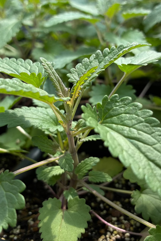 Dried Moldavian Balm herb (Dracocephalum moldavica) from Sow Exotic, showing green leaves and small flowering buds.