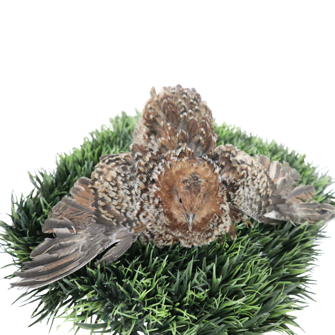 Fertile German Chocolate Pansy Quail eggs for hatching, displayed in a row with smooth brown shells and distinctive markings.