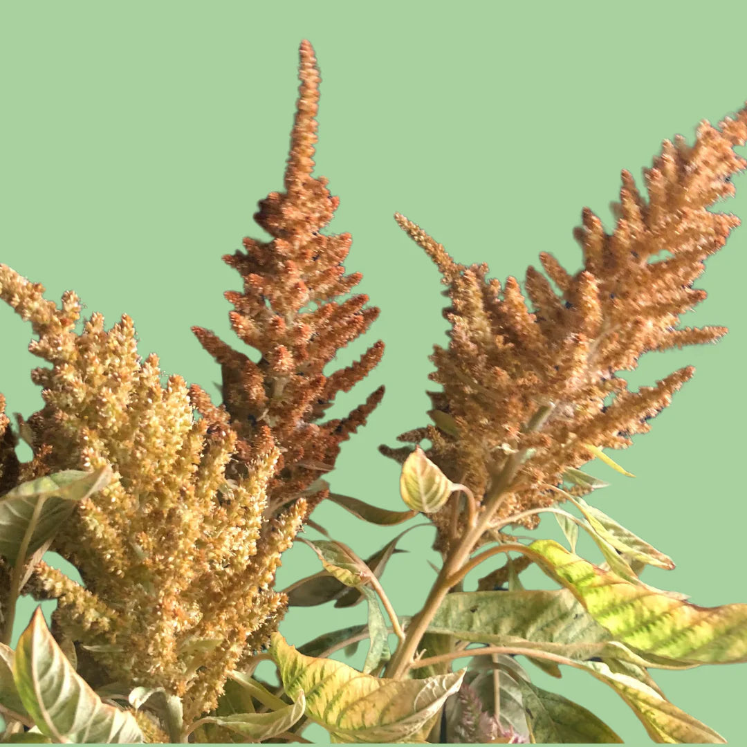 Amaranth Hot Biscuit flower seeds from John's Plant Adventures, showing vibrant orange-red amaranth seeds and packaging.