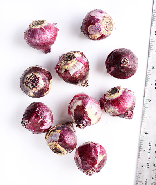 Cluster of 10 vibrant Woodstock Hyacinth bulbs from BloomingBulb, ready for planting in spring.