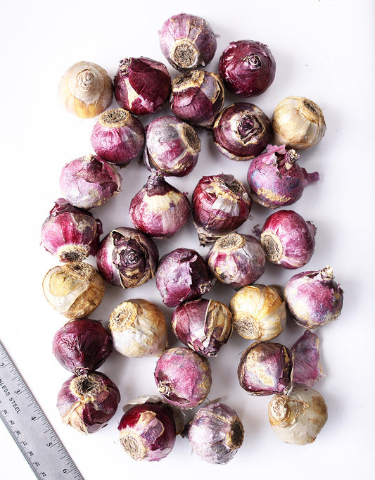 Assorted BloomingBulb mixed hyacinth bulbs for planting, showcasing vibrant flower varieties in a natural arrangement.