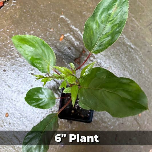 Hardy kiwi live plants, Actinidia arguta Anna female and Meader male vines, featuring lush green leaves and climbing growth.