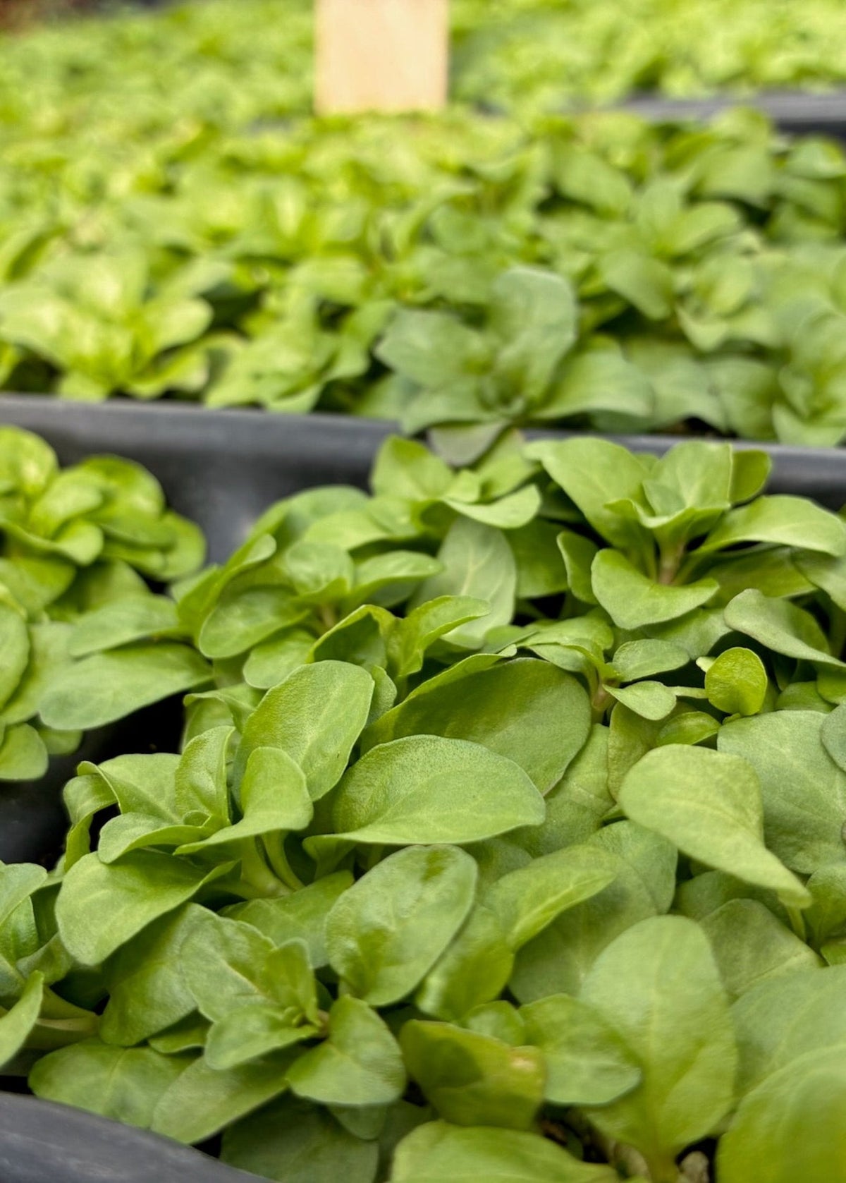 Fresh Pennyroyal herb (Mentha pulegium) from Sow Exotic, showing vibrant green leaves and aromatic herb foliage.
