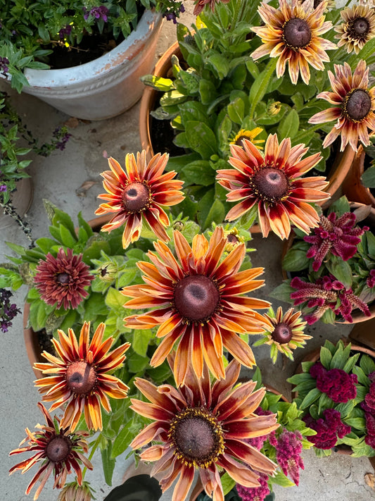 John's Plant Adventures Rudbeckia Sahara seeds in packet, showcasing vibrant yellow flowers and green foliage on a white background.