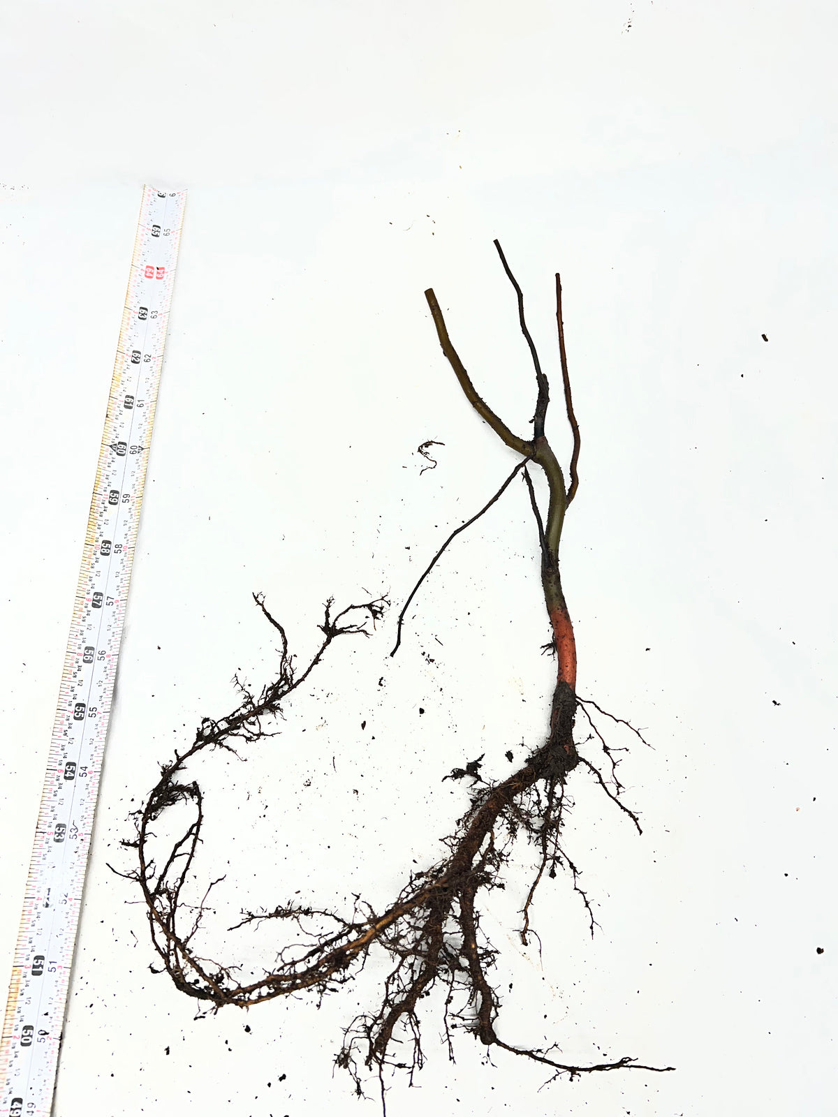 Scarlet Curly Willow tree (Salix matsudana) with curly branches and vibrant red leaves, grown by The Farm On Central.