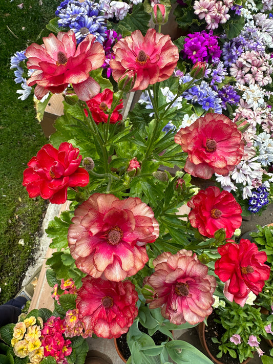 Butterfly Ranunculus ‘Musa’ corms from John's Plant Adventures, ready for planting in the garden.
