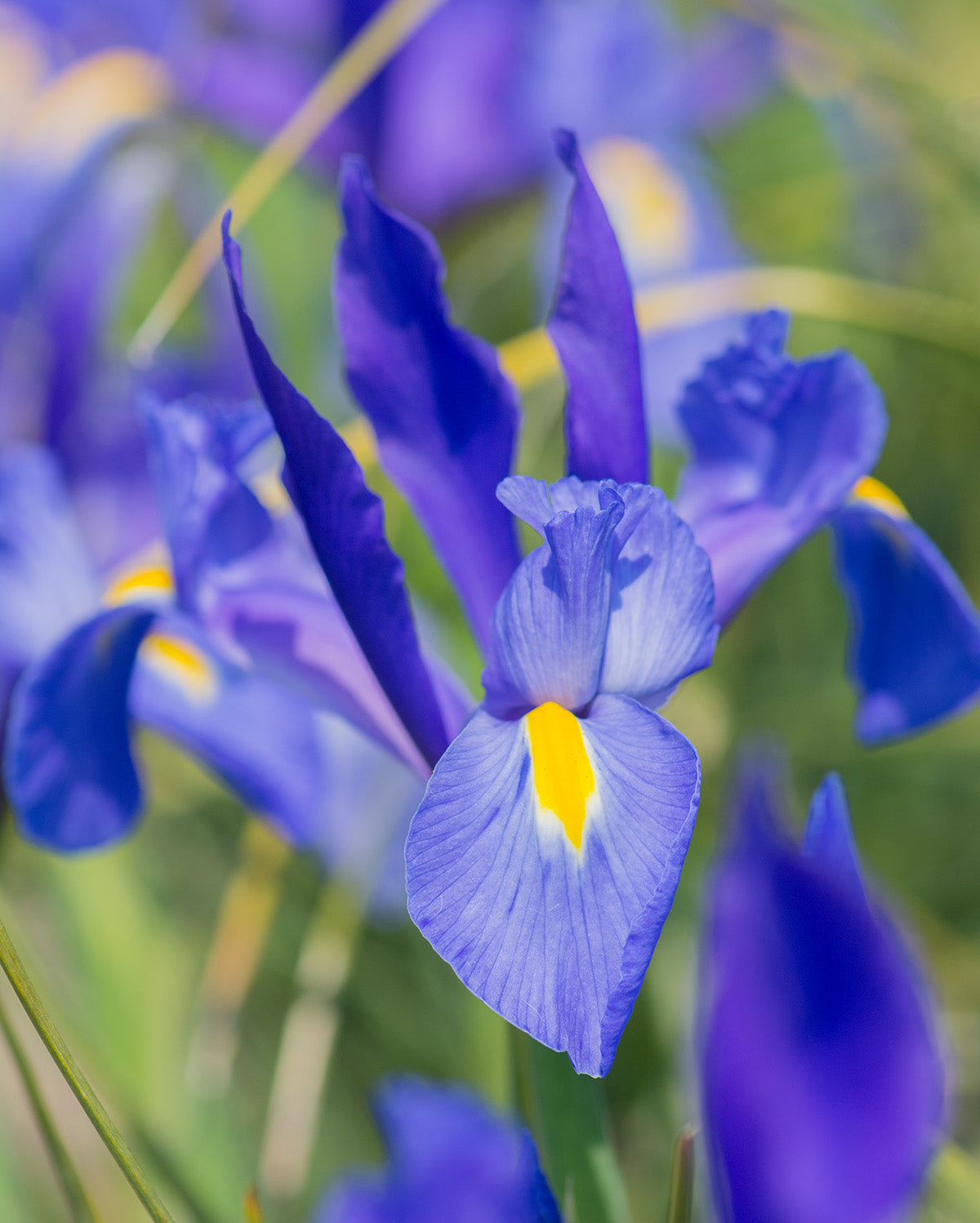 Blue Magic Iris hollandica - 10 bulbs