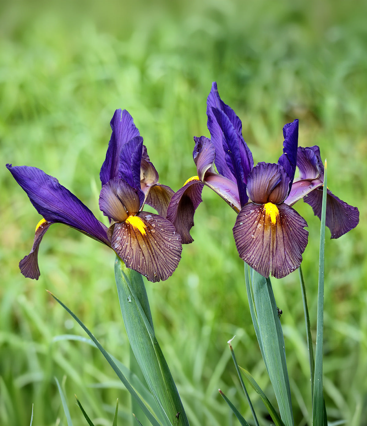Eye of the Tiger Iris hollandica - 10 bulbs
