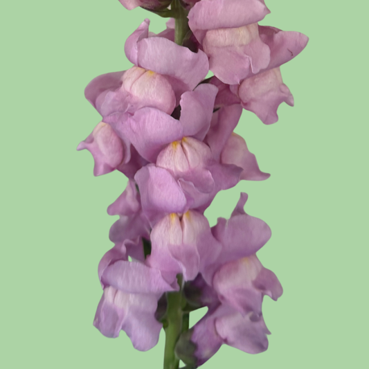 Close-up of Snapdragon Potomac Lavender seeds from John's Plant Adventures, showing small seed grains on a white background.