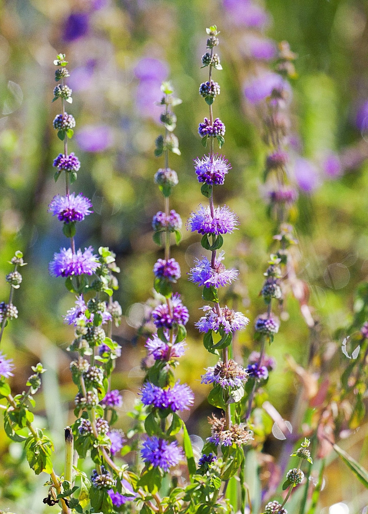 Fresh Pennyroyal herb (Mentha pulegium) with green, aromatic leaves, shown in a healthy, bushy plant habit.