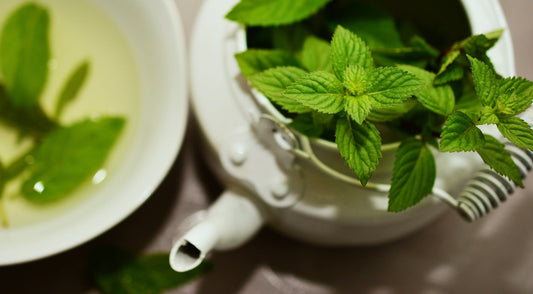 Organic peppermint leaf herbs in a 1 lb bundle from Country Life Natural Foods, showcasing fresh green peppermint leaves.