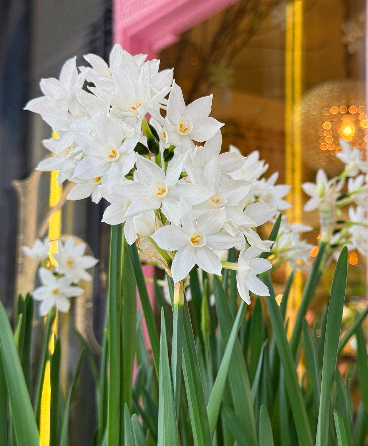 Ziva Jumbo Paperwhites - 10 bulbs