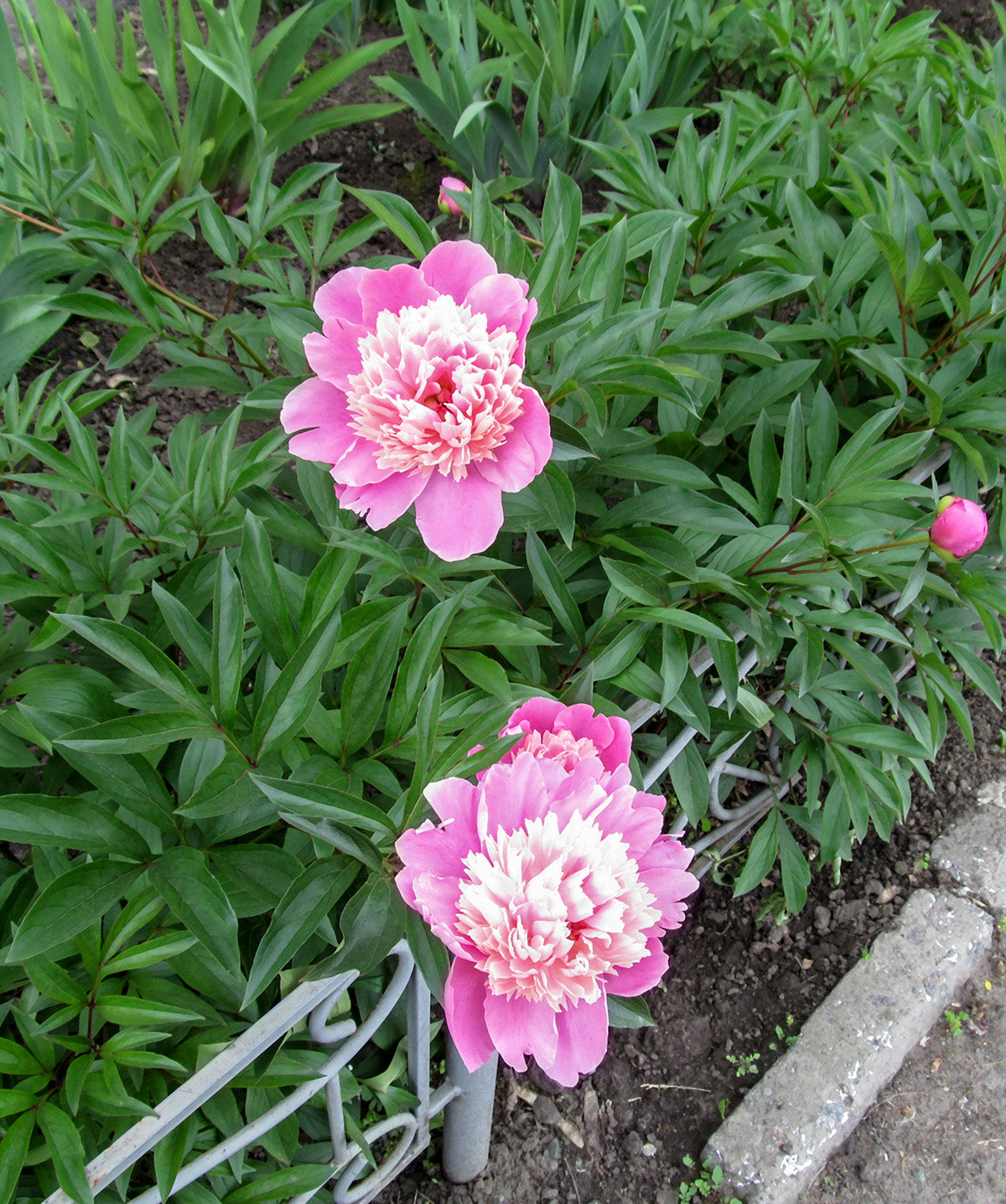 Gay Paree Peony - 1 root division