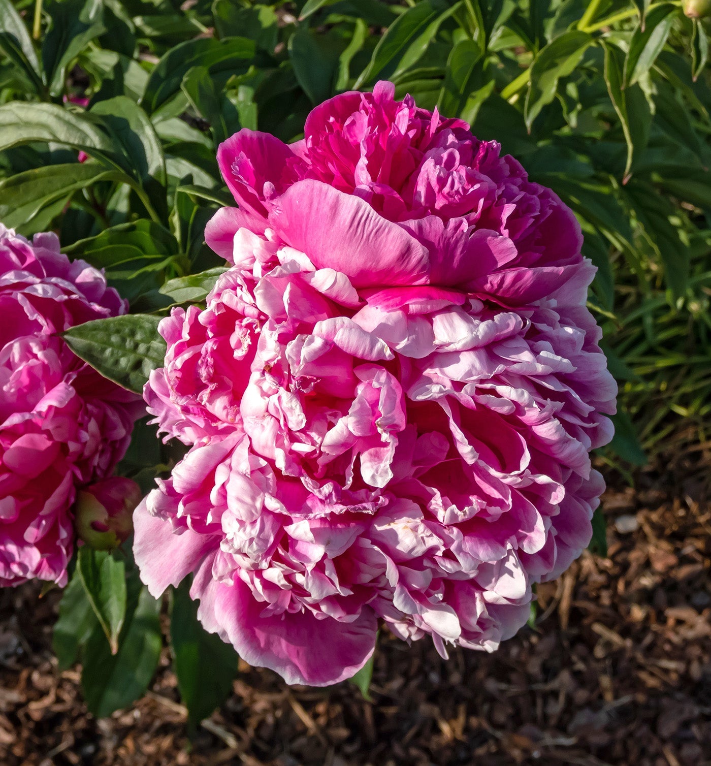 General McMahon Peony - 1 root division