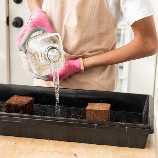 Bootstrap Farmer 1020 Mushroom Grow Kit tray with coco coir, showing water being poured into the mesh for mushroom cultivation.