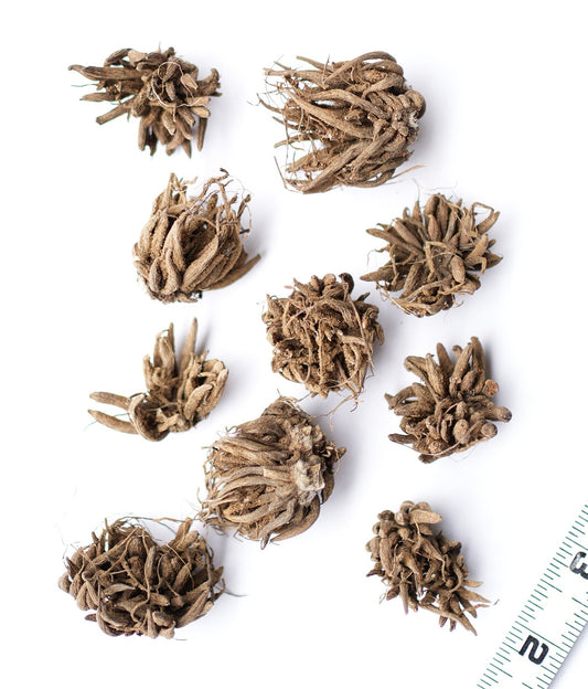 Yellow Ranunculus bulbs from BloomingBulb, showing 10 vibrant flower bulbs ready for planting.