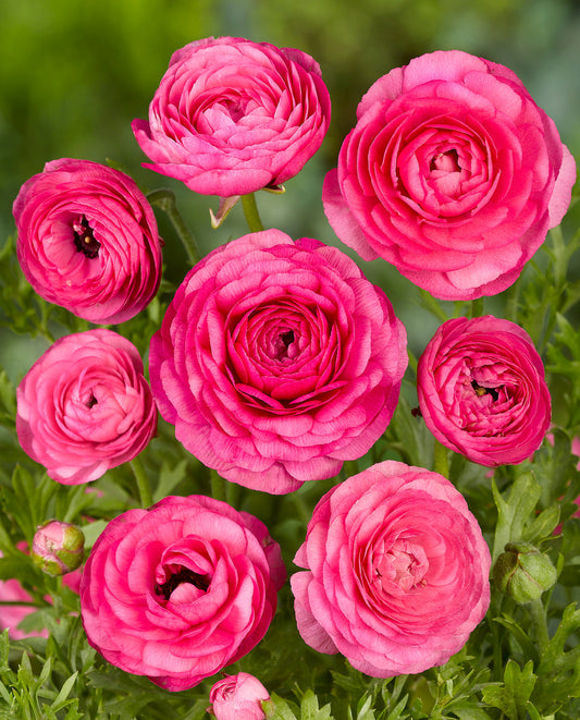 Pink Ranunculus flower bulbs from BloomingBulb, showing vibrant pink blooms and green foliage for planting and garden beauty.