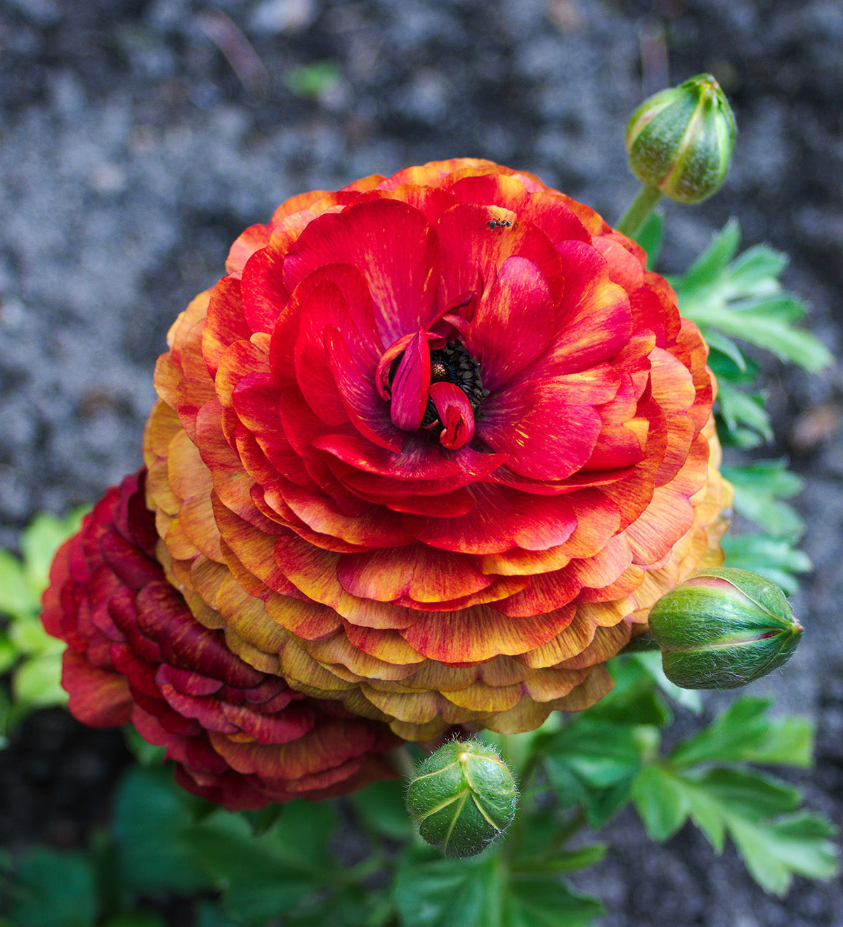 Cafe Ranunculus - 10 bulbs
