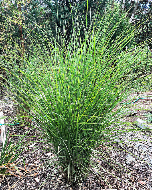 Three Silberfeder Silver Feather Grass bare root plants, graceful ornamental grasses with feathery silver plumes, by BloomingBulb.