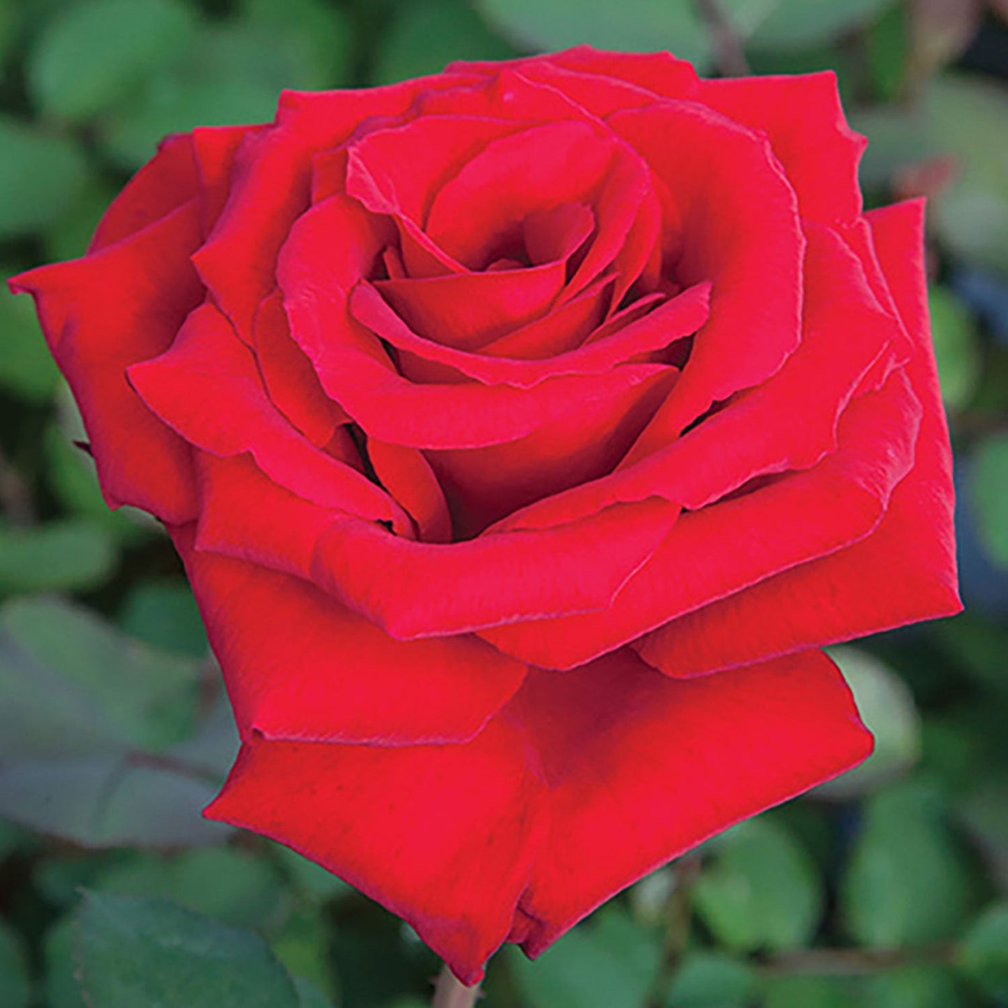 Fresh Garden Living Loves Promise Rose plant in a 1.5-gallon pot, with vibrant pink blooms and lush green foliage.