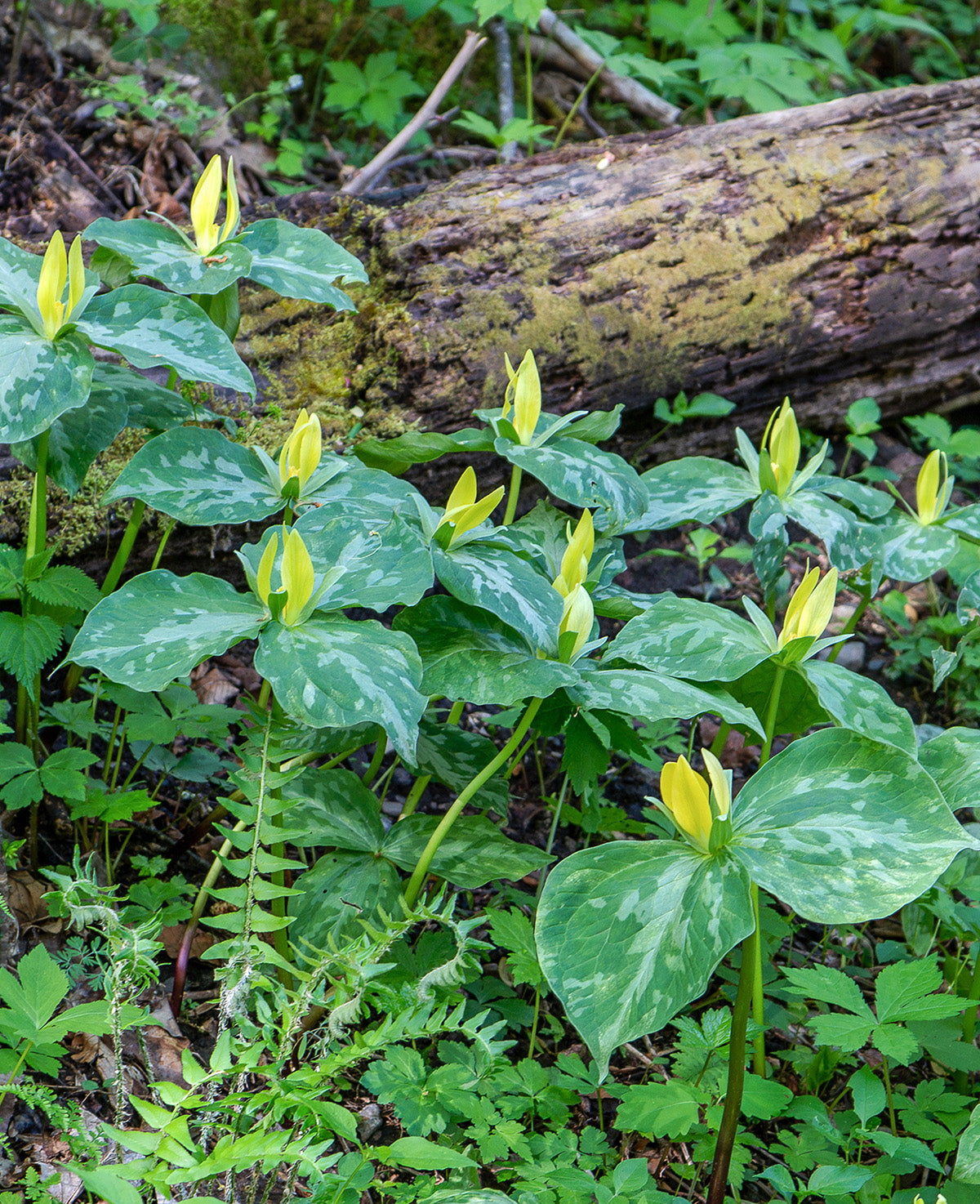 Yellow Trillium (Wood Lily) - 5 Root Divisions