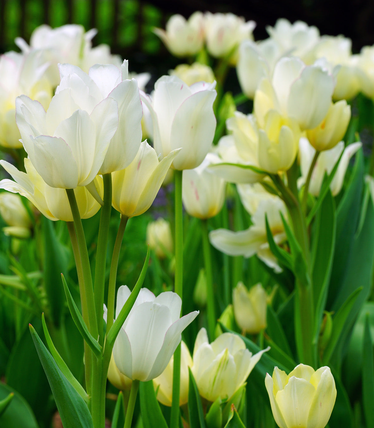 Candy Club Multiflowering Tulip - 10 bulbs